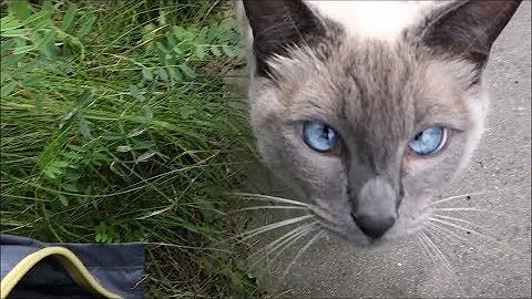 Video 11284101: siamese cat exploring, cat leash, cat games