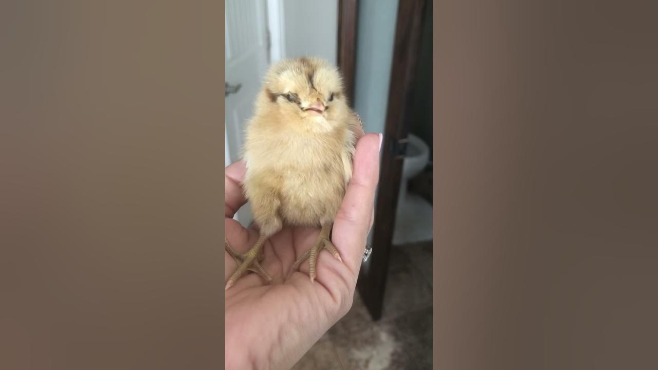 BabyChickChirping YouTube