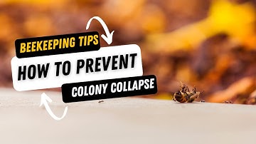 Easy Tip on How to Prevent Colony Collapse- Organize your beehive on an incline!🥢🐝@healthbillionaire