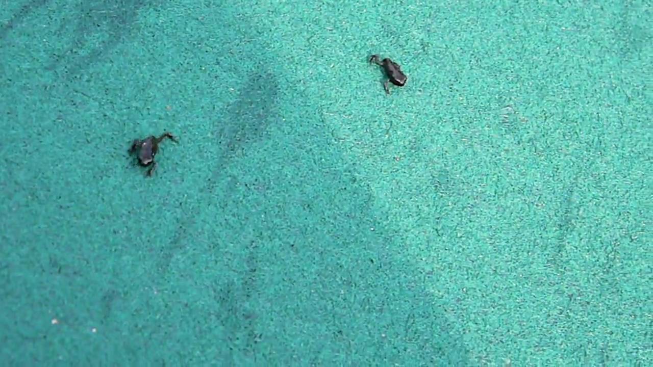 Newly metamorphosed Common Toad (Bufo bufo) migration