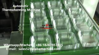 DBBG-S600P Automatic Thermoforming Machine for making Plastic Containers
