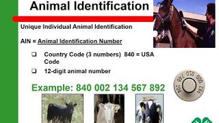 Animal Id Overview