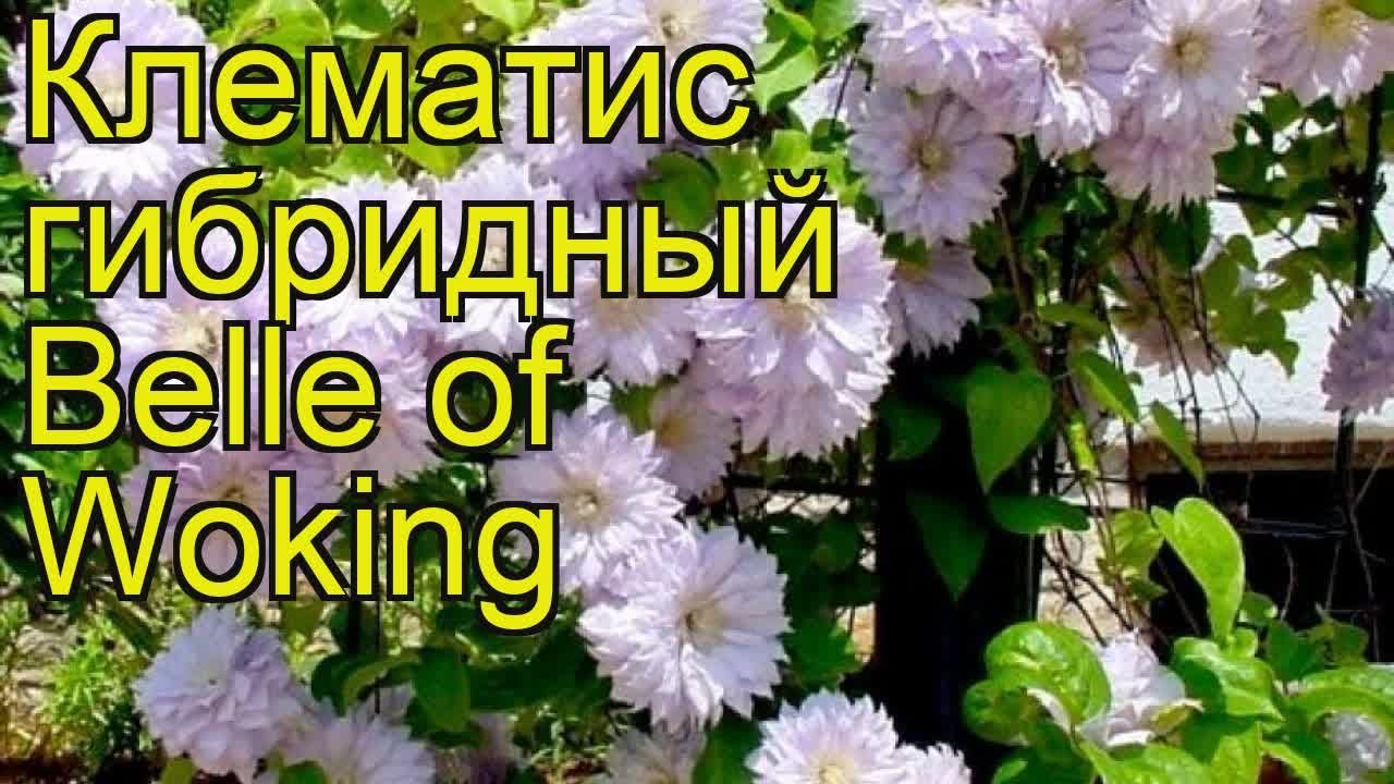 Клематис гибридный Бель оф Вокинг. Краткий обзор, описание характеристик clematis Belle of Woking