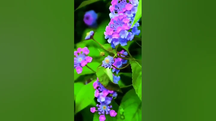 beautiful flowers whatsapp status /variety whatsapp status/nature status /#shorts #reels /flowers - DayDayNews