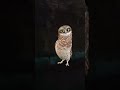 APT virson india #funny #comedy #cute #funnyanimals #birds #ytshorts #youtubeshorts #trandingshorts