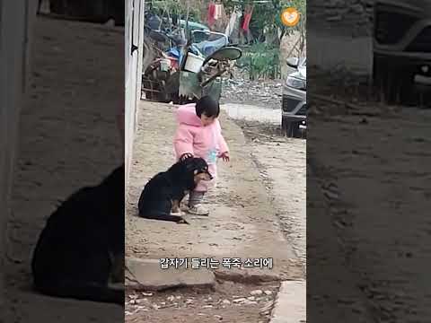 폭죽 소리에 강아지가 놀랄까봐 귀 감싸준 꼬마 #shorts
