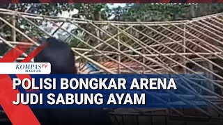 Polisi Bongkar Arena Judi Sabung Ayam di Tengah Perkebunan Desa Karangduren Jember