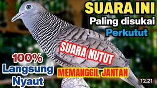 Download Lagu SEKALI TUT NYAUT SUARA NUTUT MEMANGGIL JANTAN PANCINGAN SANGAT AMPUH BURUNG PERKUTUT MP3