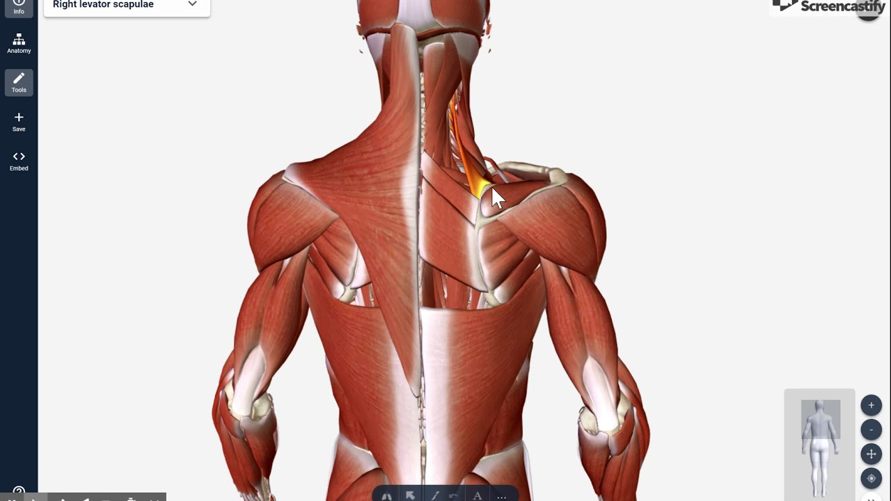 Scapiothorasic Muscles Basic Shoulder Series - Part 3: Scapulothoracic Muscles - YouTube