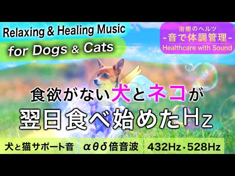 犬猫のベナゼプリル：効果、副作用、正しい使い方の完全ガイド