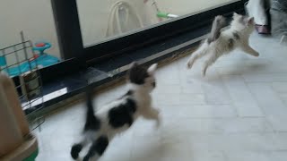 Mother Cat Proudly Watching Her Naughty Kittens Flying Fighting And Drifting by Love 4 Pets 764 views 2 weeks ago 3 minutes, 55 seconds