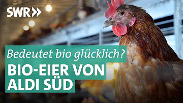 Wie gut sind die Bio Eier von Aldi?