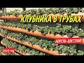 КЛУБНИКА В ТРУБАХ/Весна-цветение клубники в грядках из трубы.