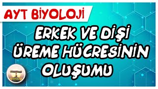 AYT Biyoloji | Bitkilerde  Erkek ve Dişi Üreme Hücresinin Oluşumu #sayfa208