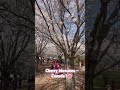 Cherry blossoms 🌸- Dundas, Hamilton. #canada #viral #youtubeshorts #hamilton #love #japan #enjoy