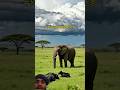 Mama Niu accidentally fell into a mud pit and could not get up. The smart calf went to ask for h