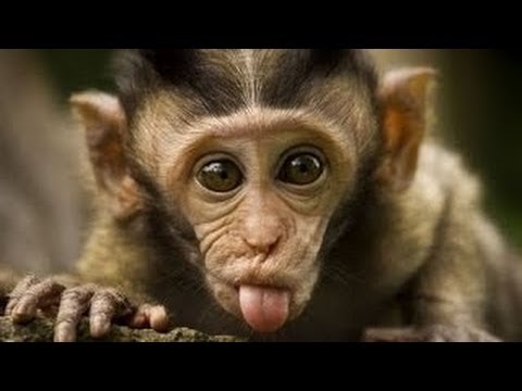 🐒 Extrem lustige Affen Videos zum Totlachen 🙊Witzige Affen Videos 🐵