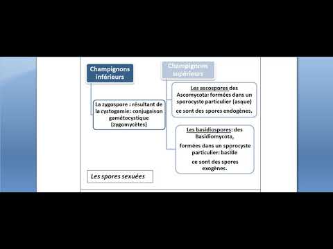 La mycologie  -partie 8-  le type de spores, fructification, mode de vie des champignons