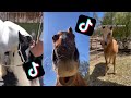 Cutefunny horse tiktoks that went viral