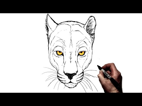 Video: How To Draw A Panther