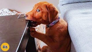 Funny Animal Videos - The Most Amusing Animal Silly Ever by Bad Pets 3,088 views 3 months ago 9 minutes, 51 seconds