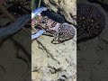 #catchthesea #fishing #rivercrab #beach #deepsea #nature #diving #fish #eel #crab