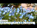 【ガーデニング】ネモフィラガーデンをおうちで❤︎お庭ツアー球根終わっても庭が華やか