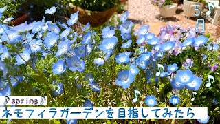 【ガーデニング】ネモフィラガーデンをおうちで❤︎お庭ツアー球根終わっても庭が華やか