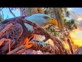 Last Week at SuperBeaks Episode 003 #baldeagle #hurricanenicole #hawk #livestream