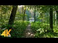Summer Serenity: 4K Forest Walk with Beautiful Music &amp; Nature Sounds