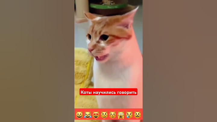 Коты научились говорить