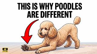 8 Rare Facts About Poodles That Prove They're Smarter Than You Think