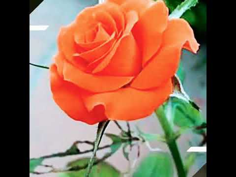 Single red rose images in hd