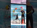 Dubai Dolphinarium #travel #dubai #shorts