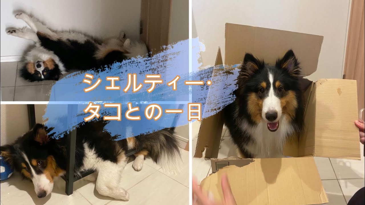 🐶シェルティー・タコとの1日