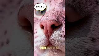 CATS WILL RUN TO YOU PART 3