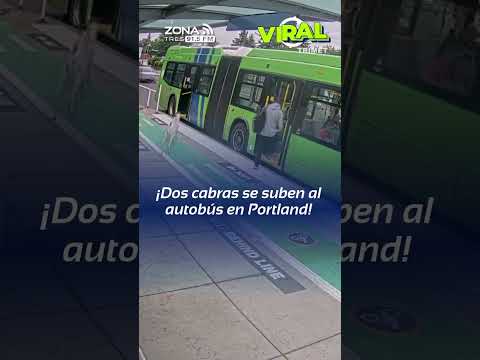 🐐🐐 ¡Pasajeros muy peculiares! 🚌😂