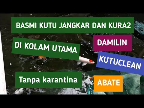 Cara menghilangkan kutu jangkar dan kura kura di kolam ikan koi dan ikan koki