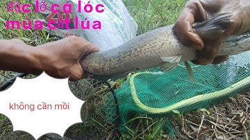 Đặt lỡ cá lóc mùa cắt lúa không ngờ tới dính toàn hàng khủng |săn bắt toàn quốc.