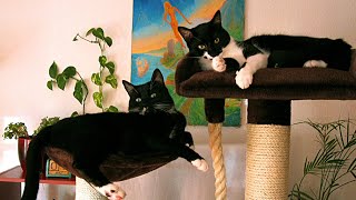 Феликс и Крис конфликты и мир двух котов...