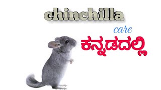 Chinchilla care in Kannada | ಚಿಂಚಿಲಾ ಕಾಳಜಿ ಕನ್ನಡದಲ್ಲಿ.