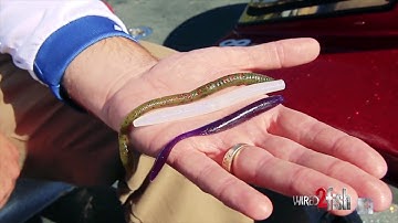 3 Drop Shot Colors That Work Everywhere