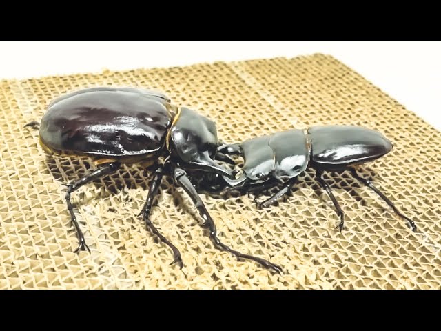 昆虫バトル】レックスゾウカブト VS グランディスオオクワガタ