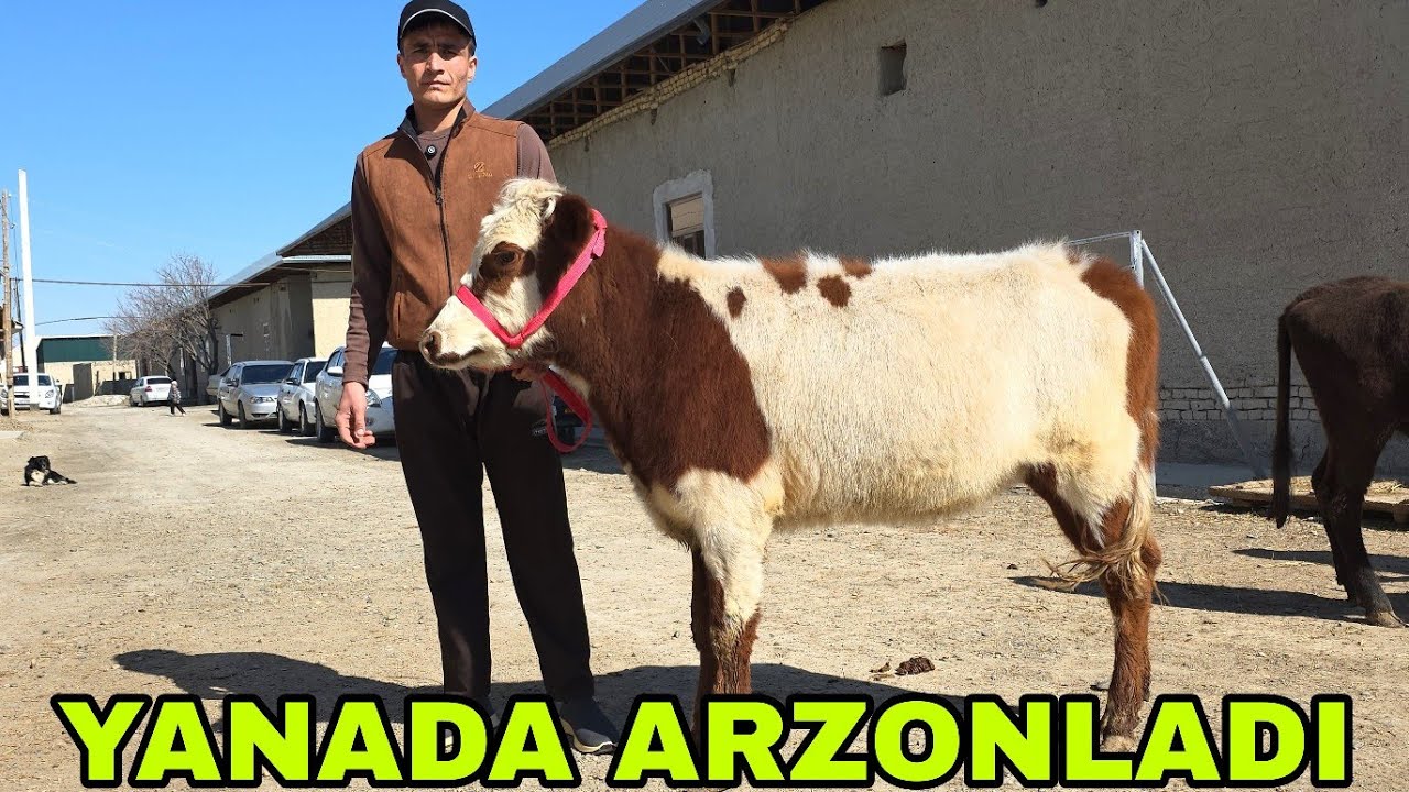 Shahzodbek ukamizdan yana yangi partiya arzon narxlardan g'unajinlar 27-fevral, 2026