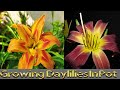 Care of Daylilies (Hemerocallis), A Beautiful Flowering Plants for Beginners