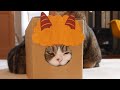なかなか鬼になれないねこ。-Maru has trouble becoming an ogre.-