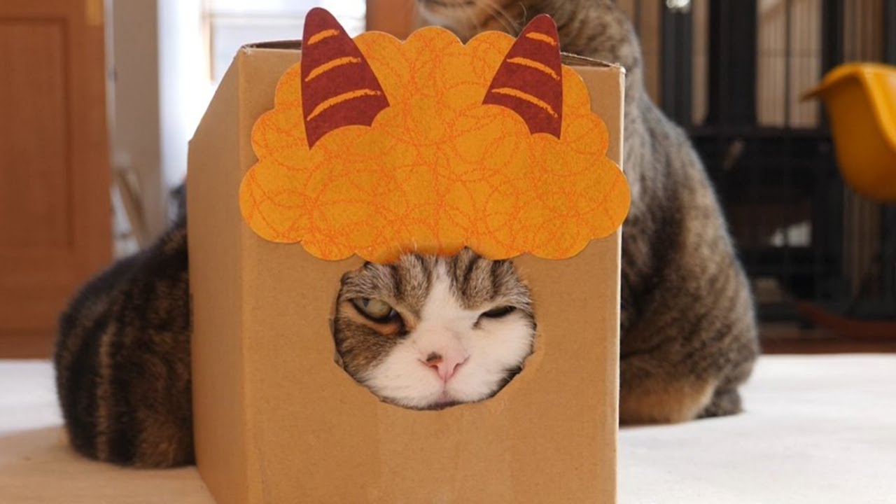 なかなか鬼になれないねこ Maru Has Trouble Becoming An Ogre Youtube なかなか鬼になれないねこ Maru Has Trouble Becoming An Ogre Youtube