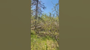 Felling Two Trees at Once Like a Real Man