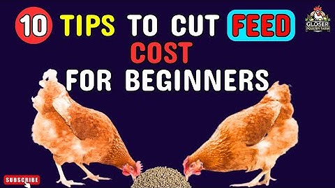 How to Cut Chicken Feed Costs Fast! 10 Proven Tips for Beginners in Poultry Farming.