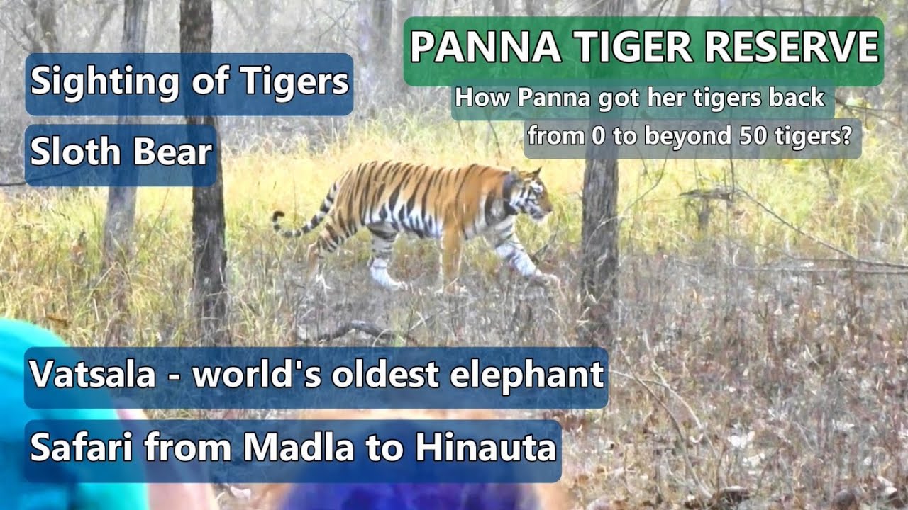 Panna Tiger Reserve  - Madla Gate,  Hinauta Gate, Tiger Sighting  and Tiger Safari